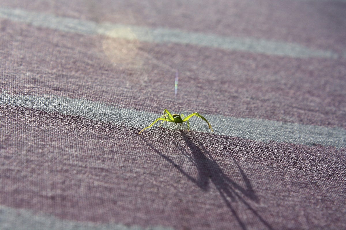 The hunter umbrellas