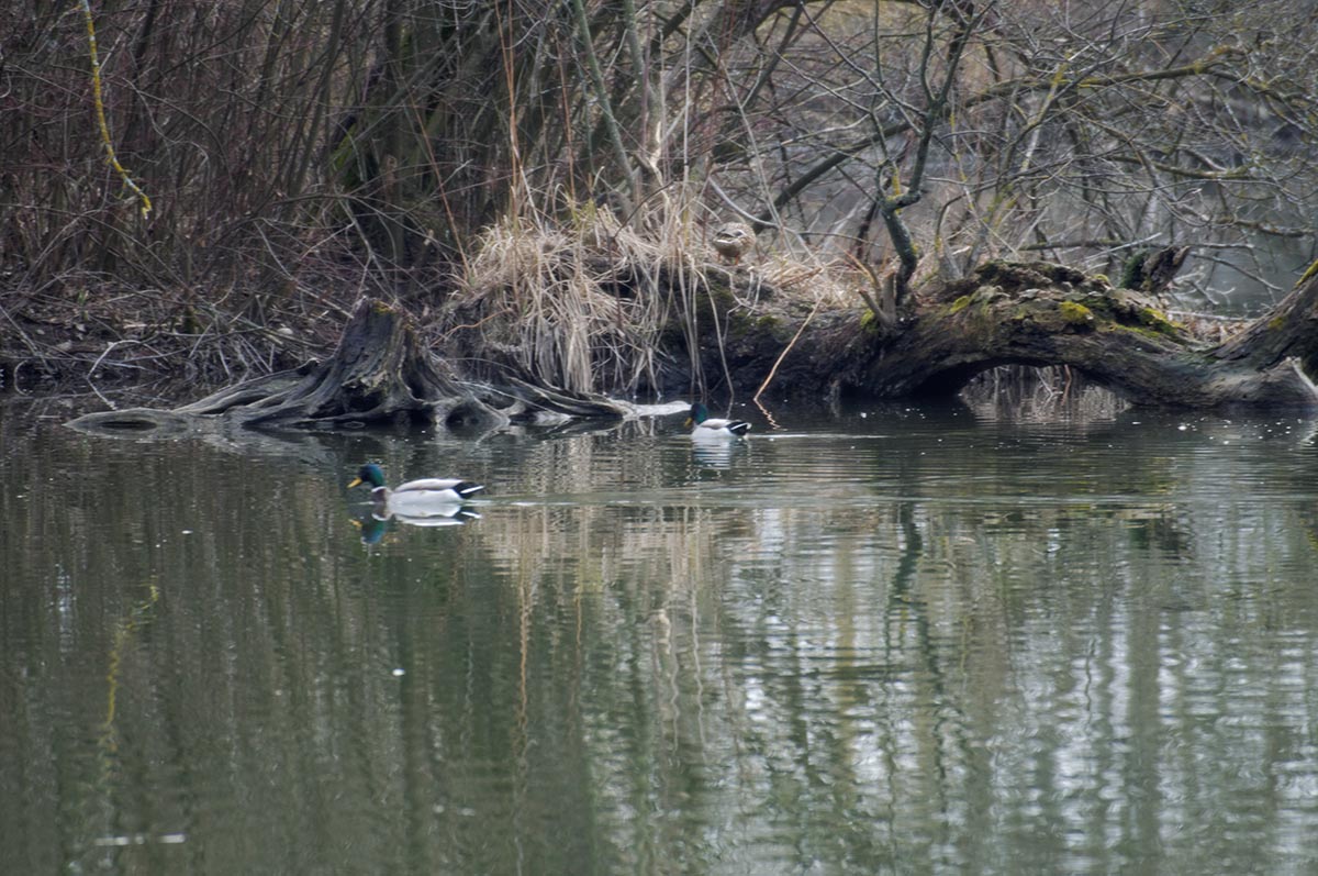 Enten
