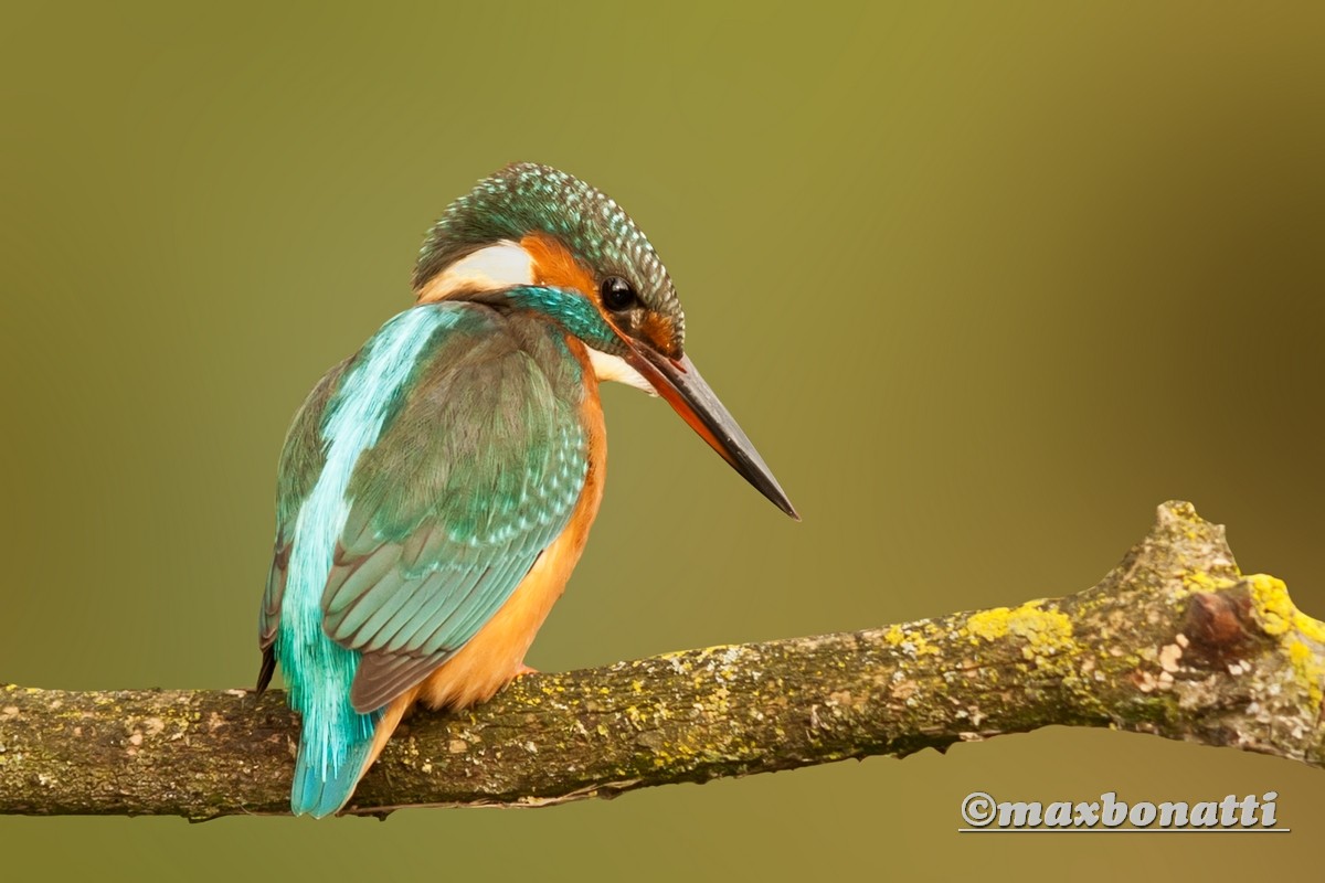 Kingfisher (Alcedo atthis)