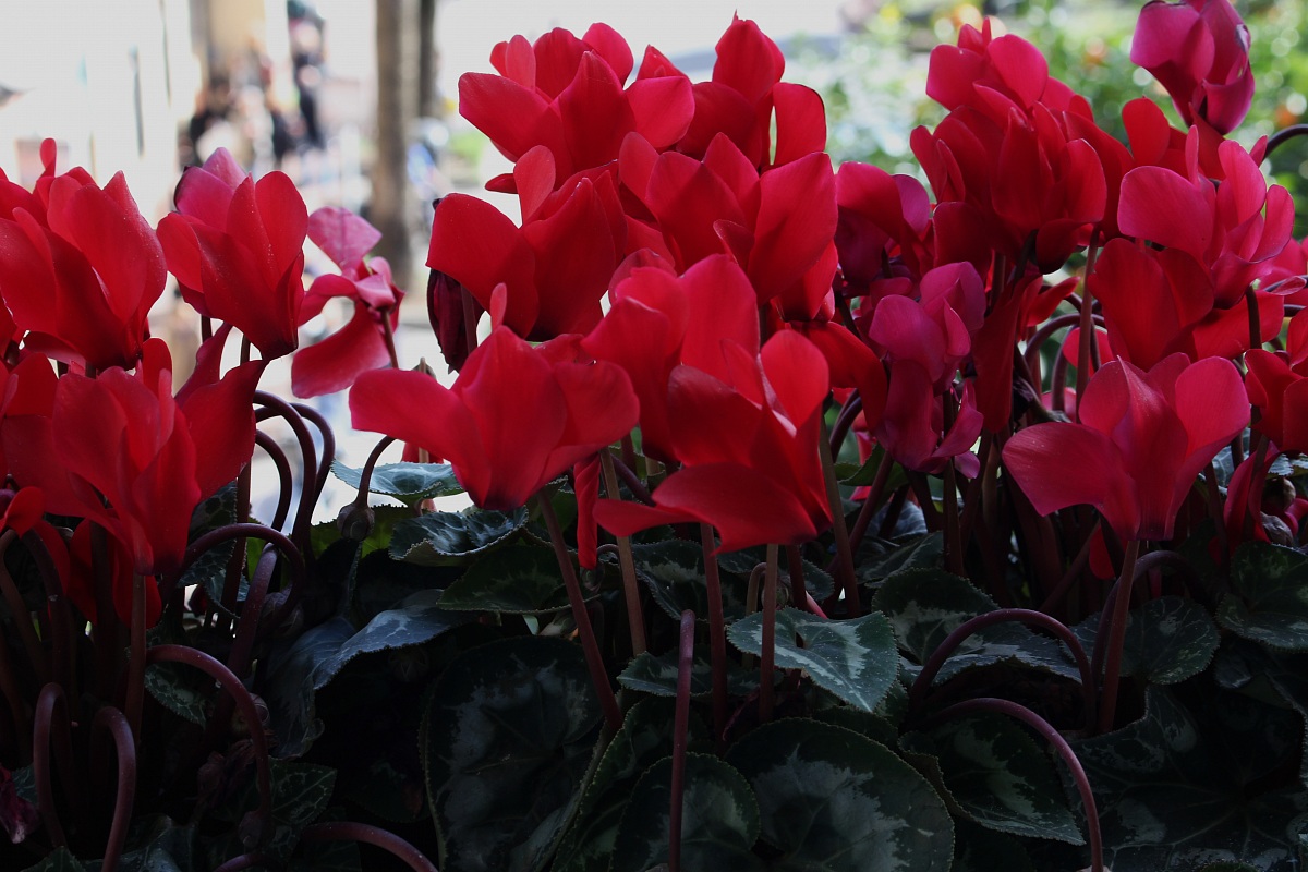 cyclamen window