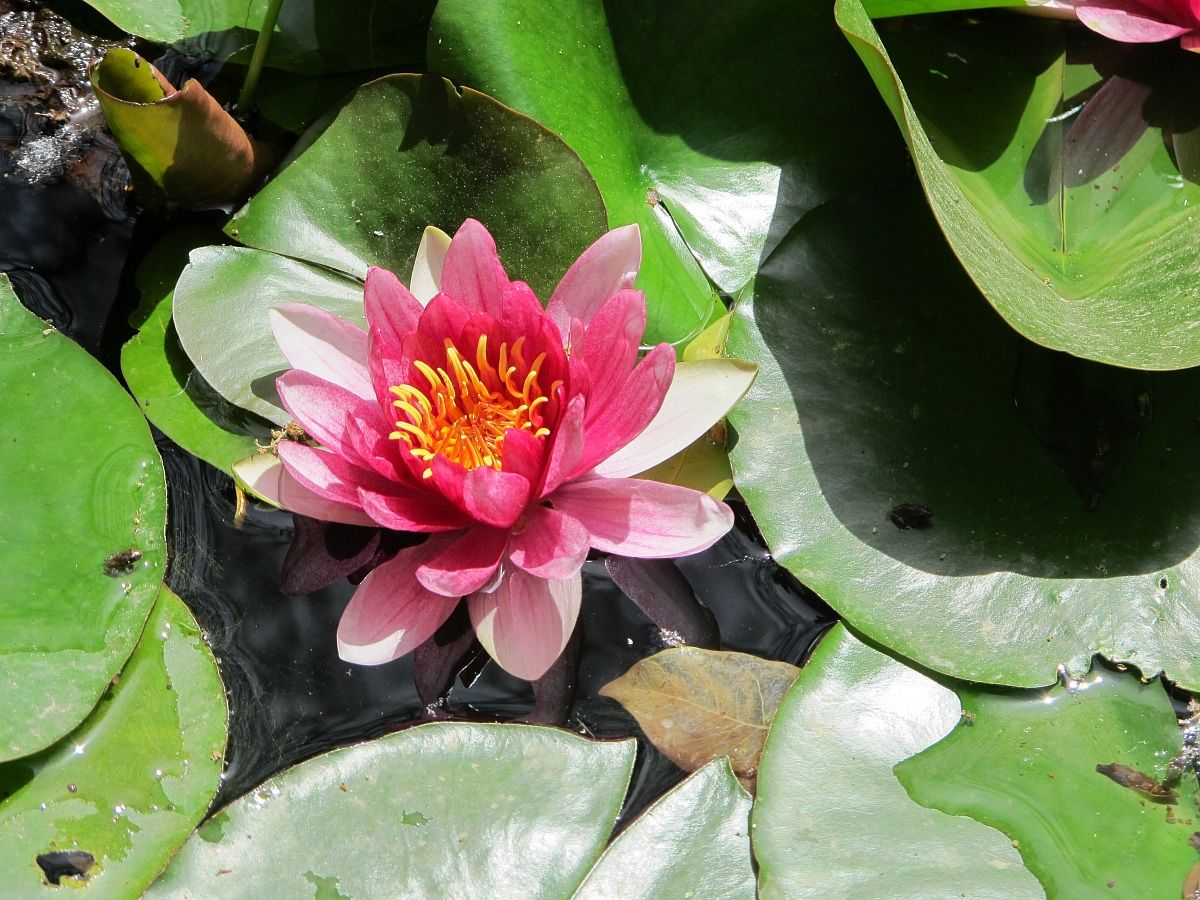 waterlily