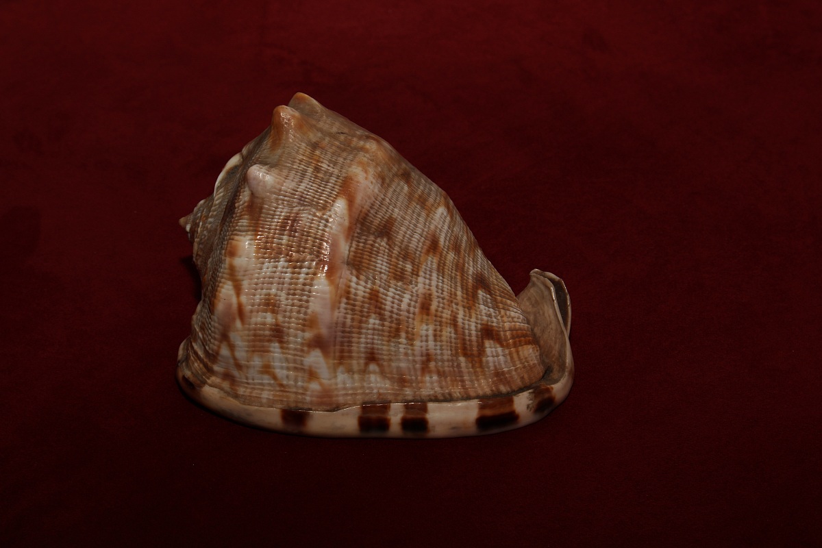 the shell