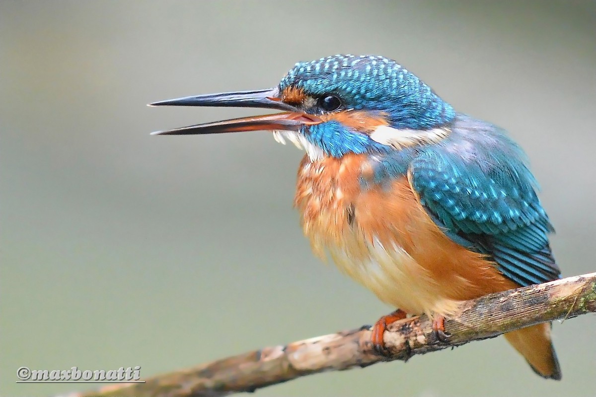 Kingfisher (Alcedo atthis)