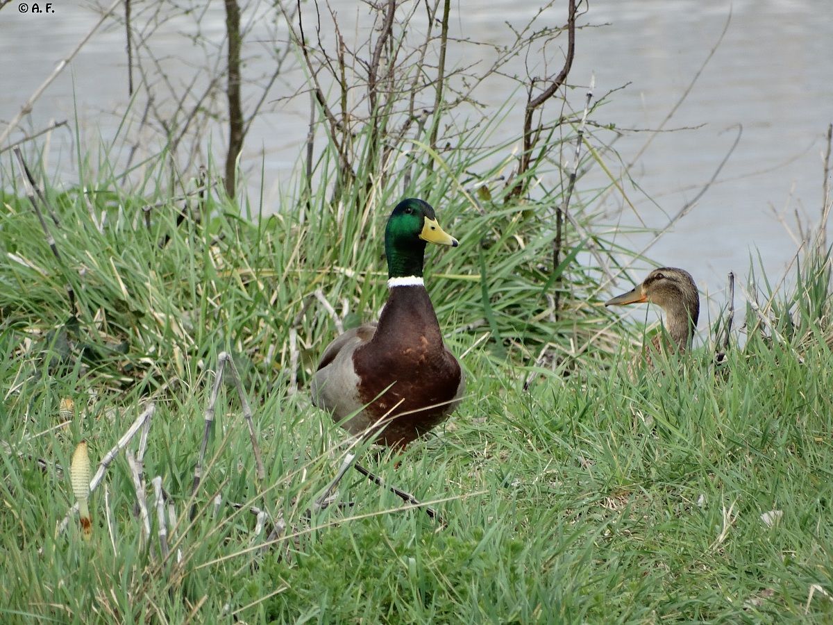 Mallards