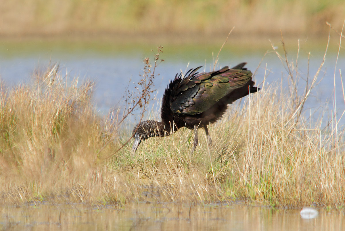 Glossy Ibis