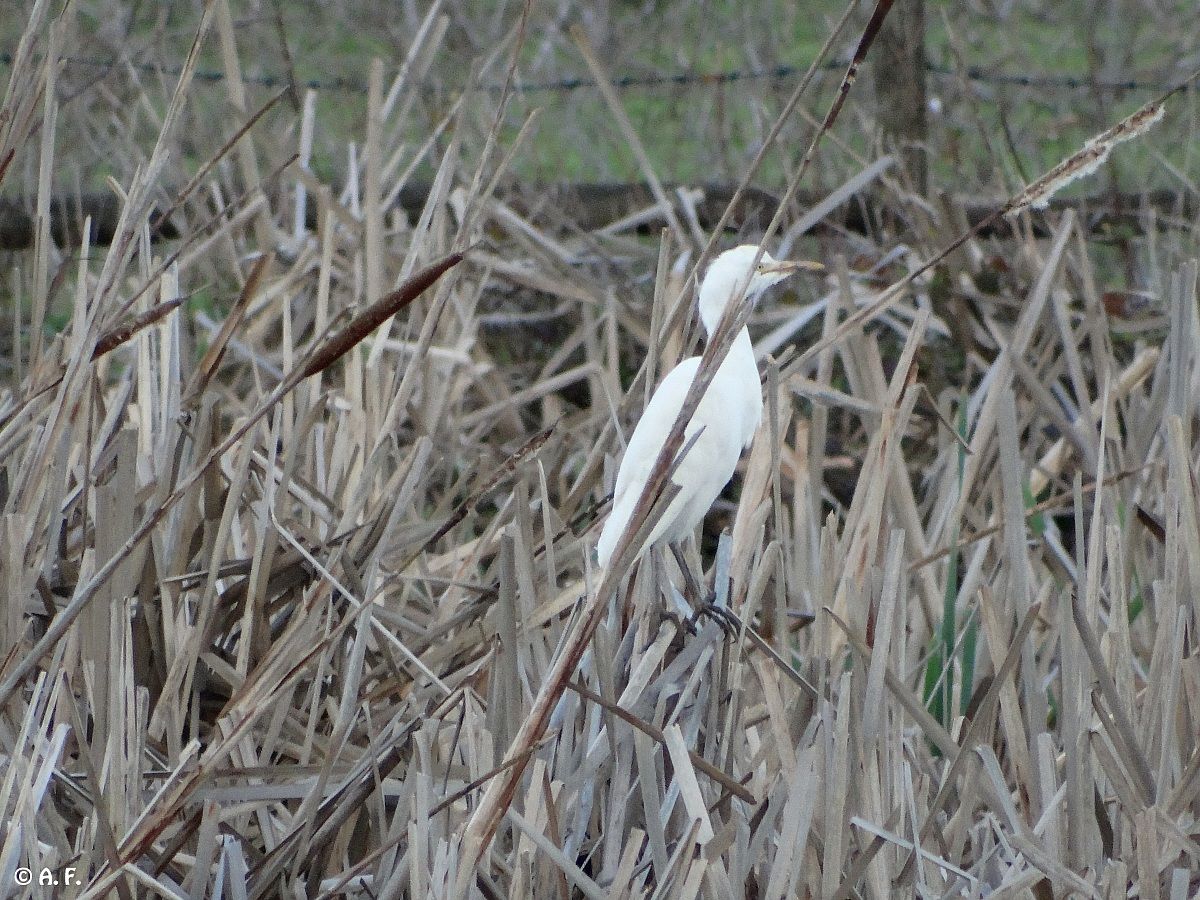 Cattle Egret