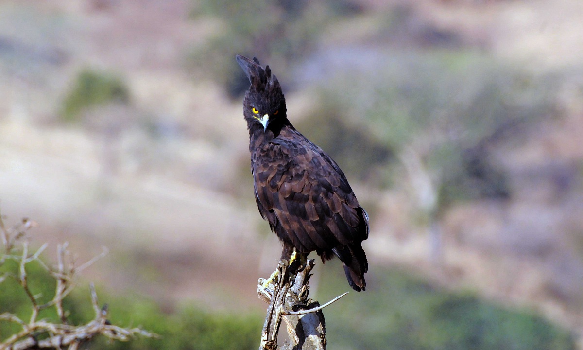 Long-crested Eagle -Lophaetus occipitalis - Etiopia