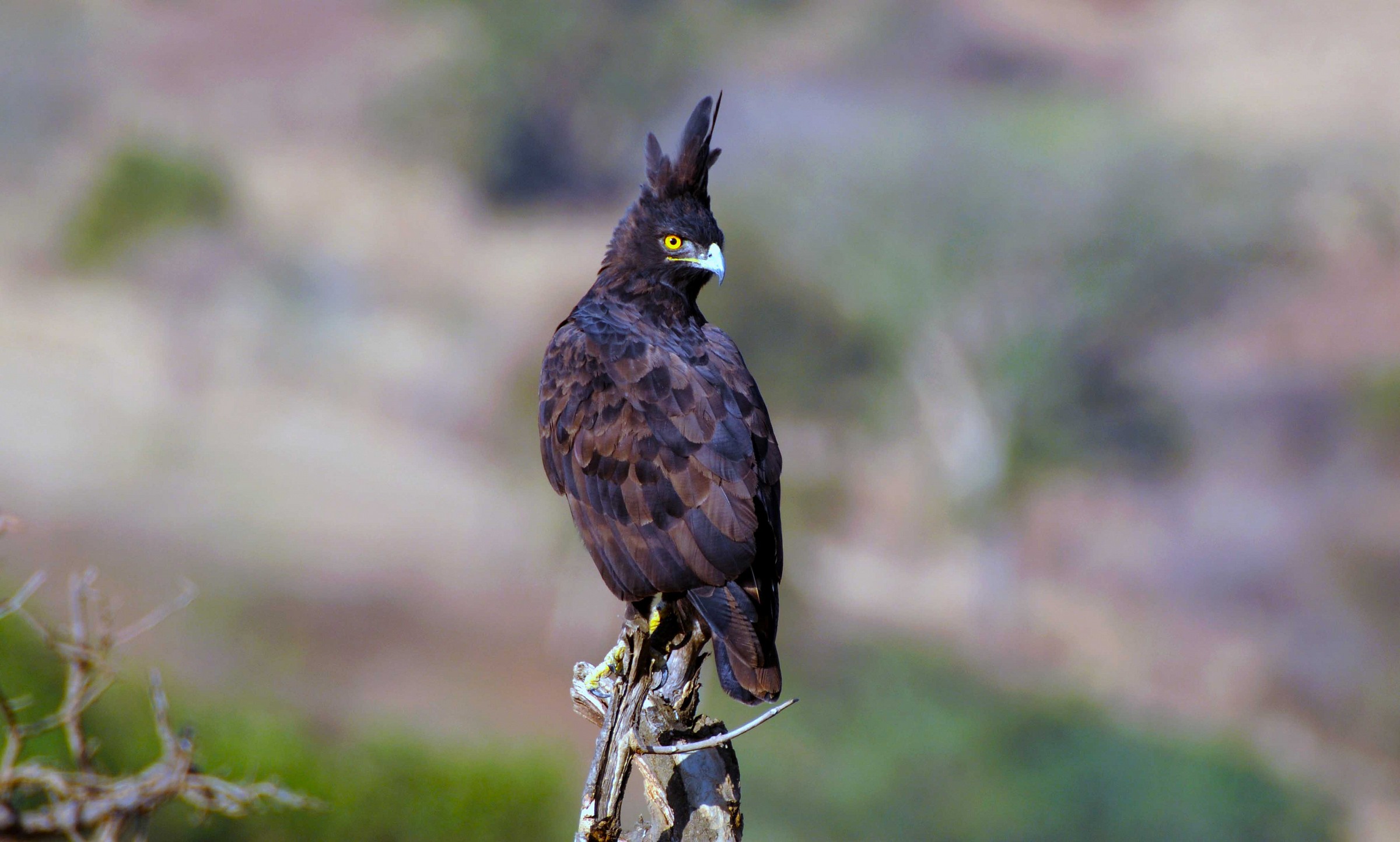 Long-Crested Eagle - Lophaetus occipitalis - Etiopia