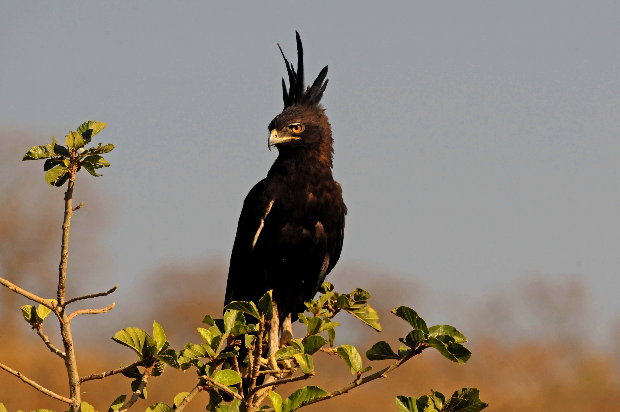 Long-Crested Eagle - Lophaetus occipitalis - Etiopia