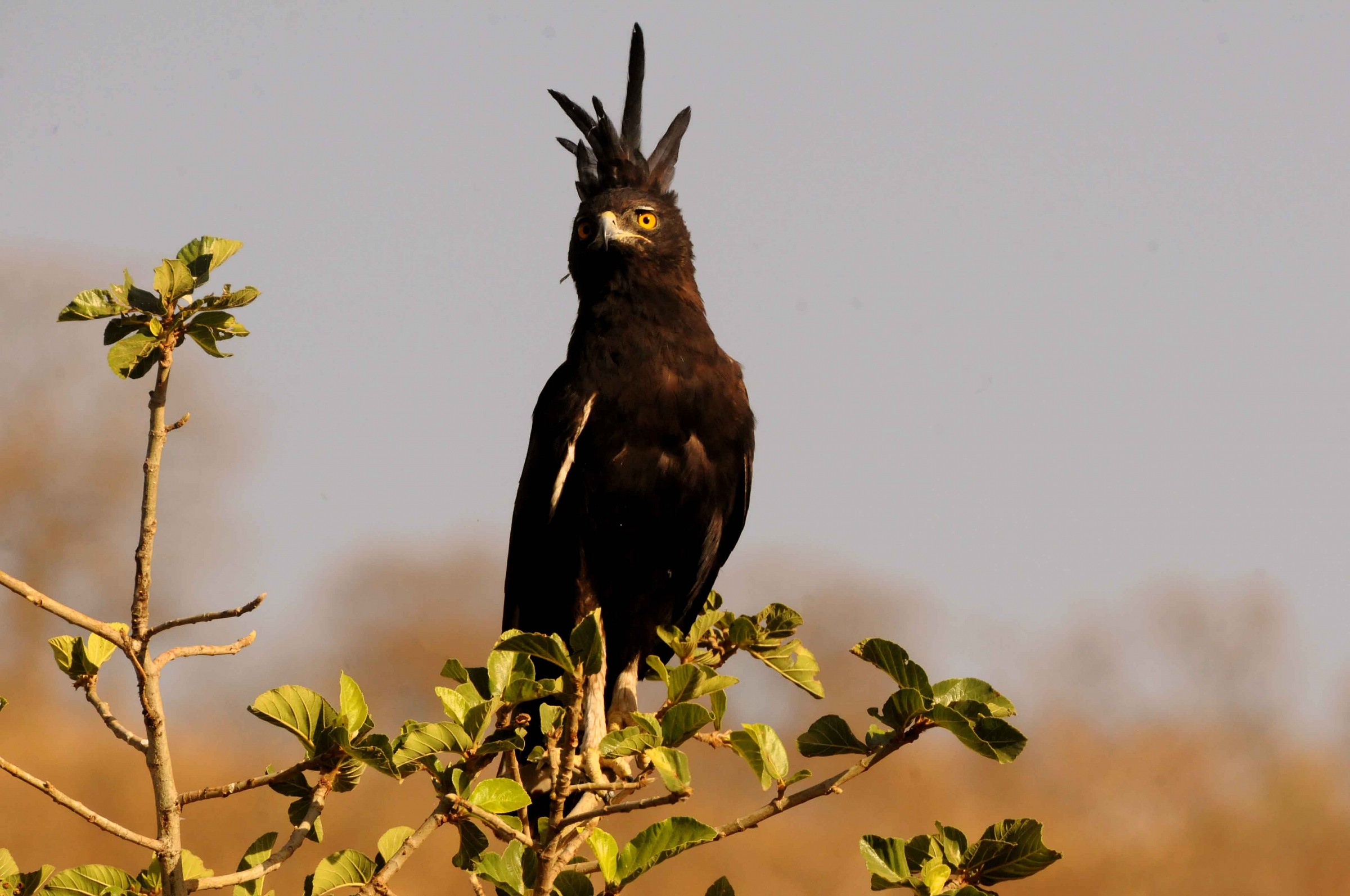 Long-crested Eagle - Lophaetus occipitalis - Etiopia