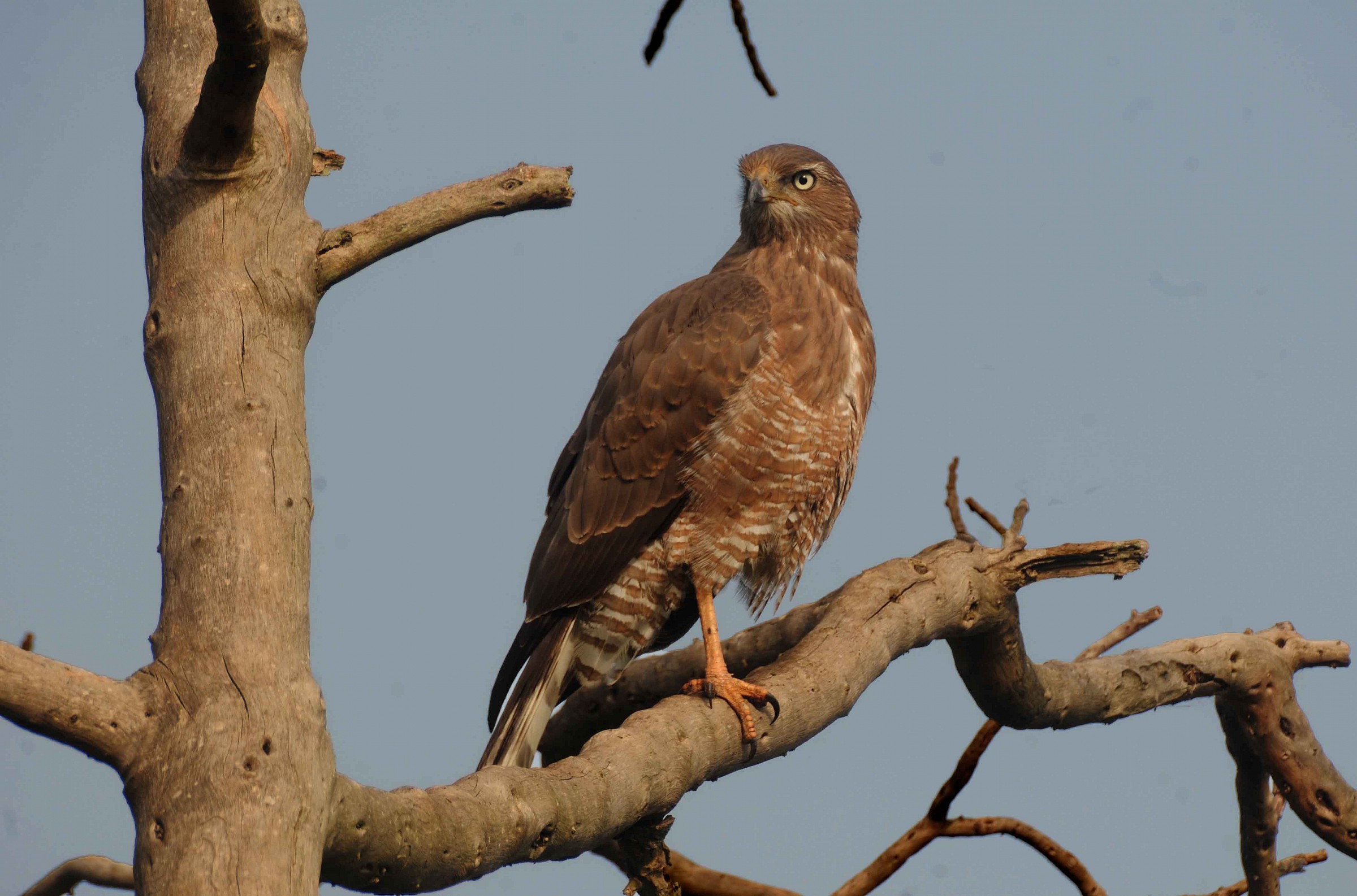 Short-toed Snake Eagle - Axum - Etiopia