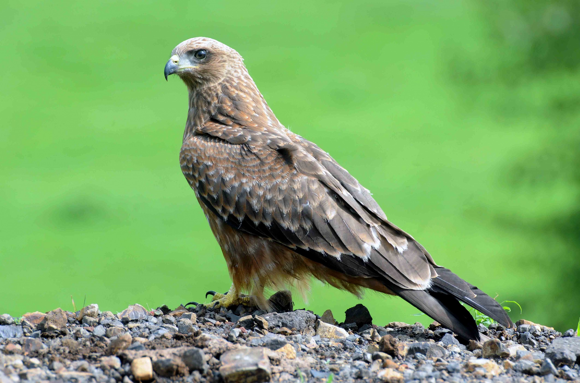 Short-toed Snake Eagle  Etiopia