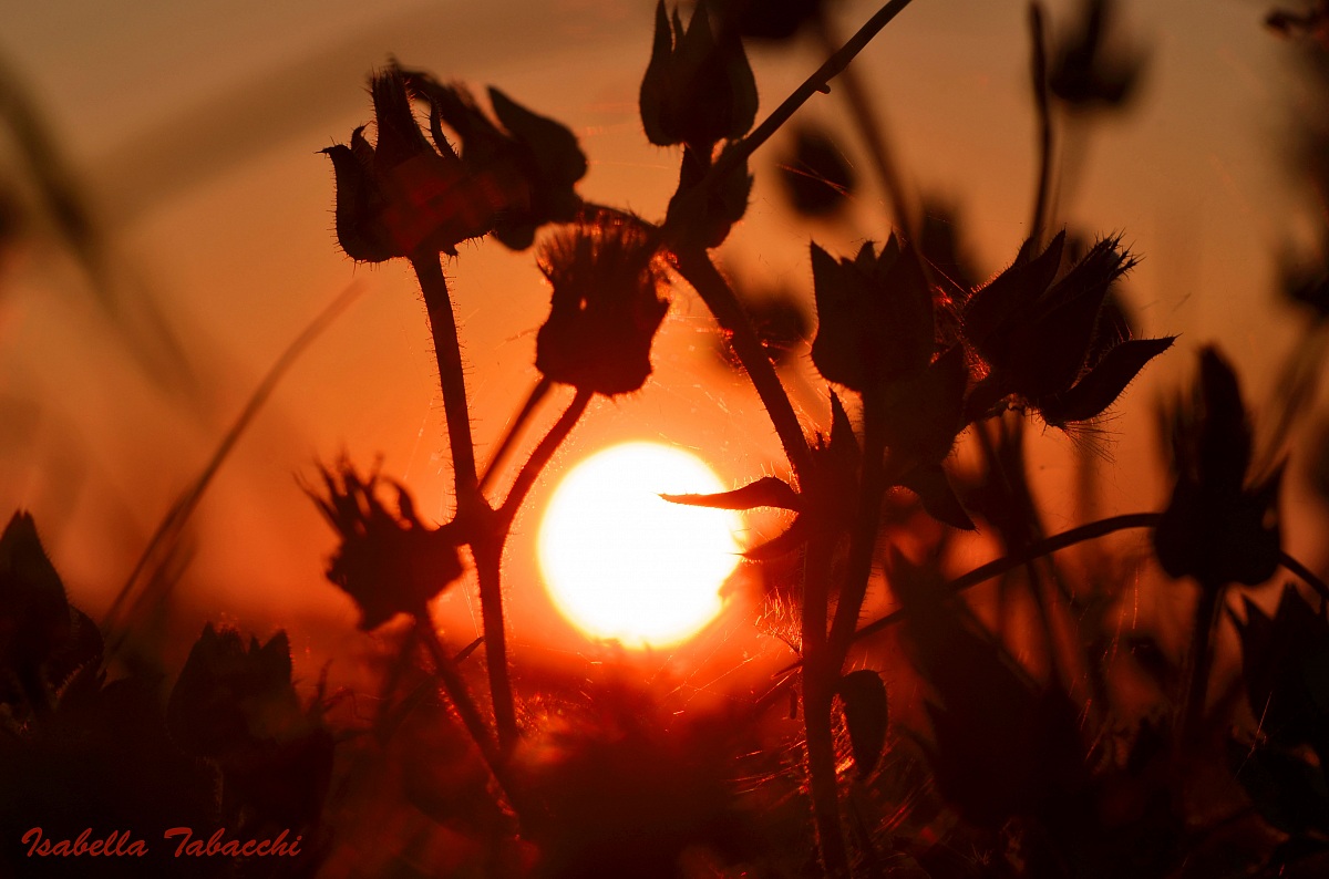 Tramonto sull'erba