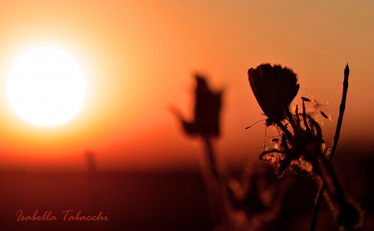 Farfalla che contempla il tramonto