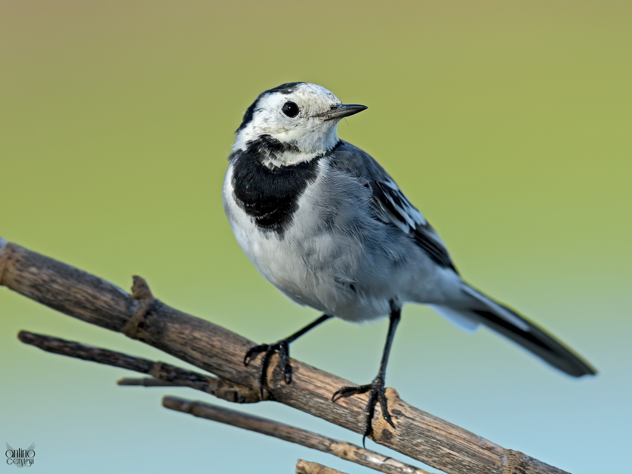 White Wagtail