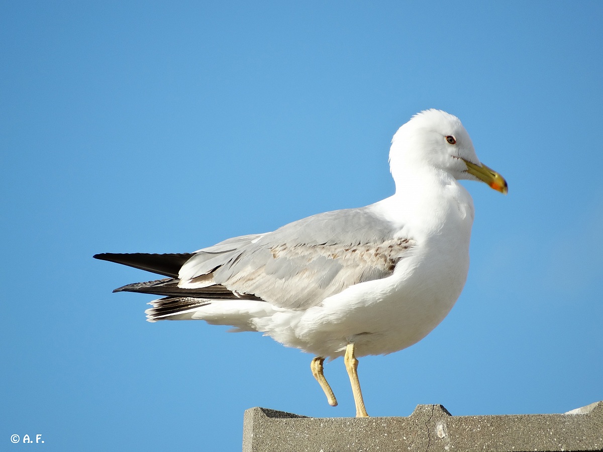 Gull