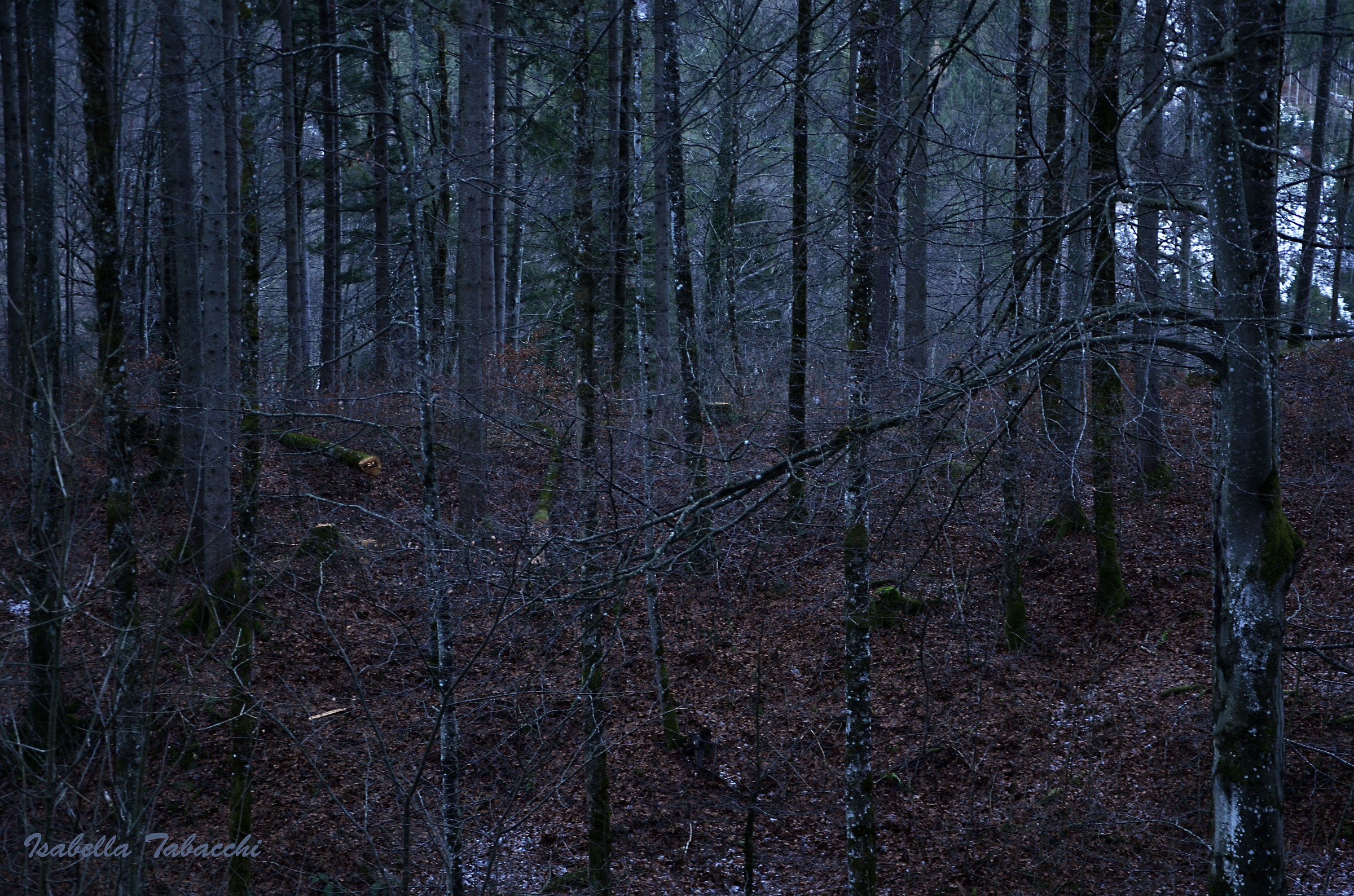 Le tenebre del bosco