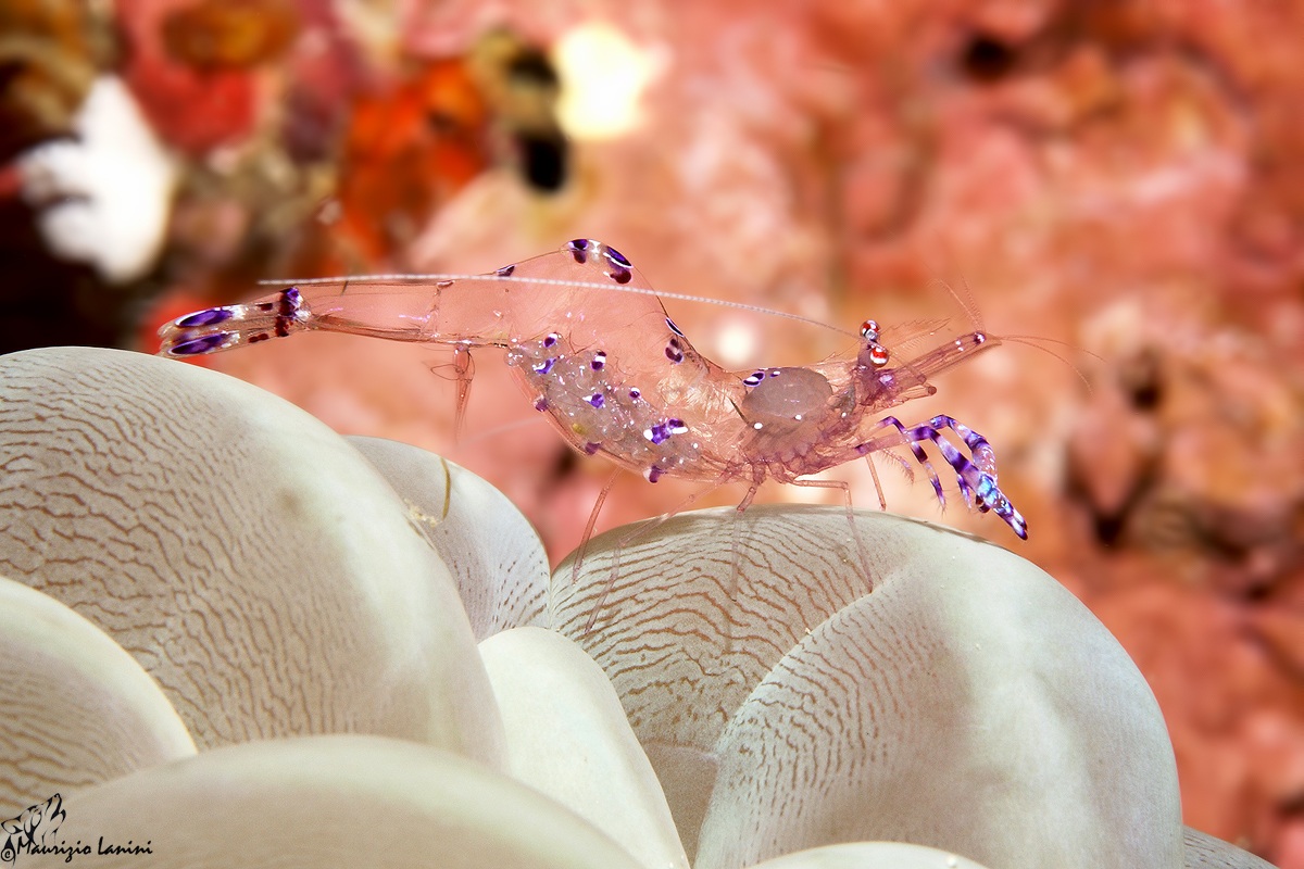 With eggs in transparency