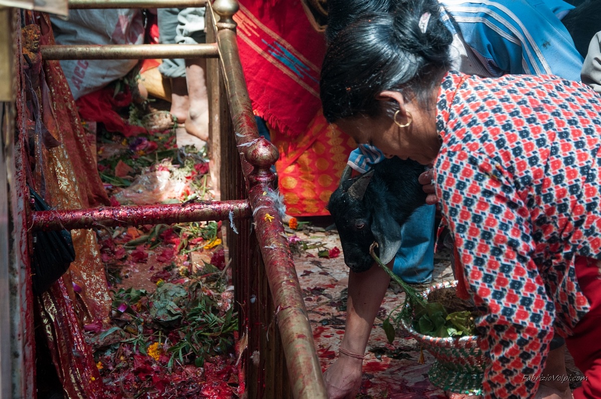 Una capra è consegnata al sacerdote per il sacrificio