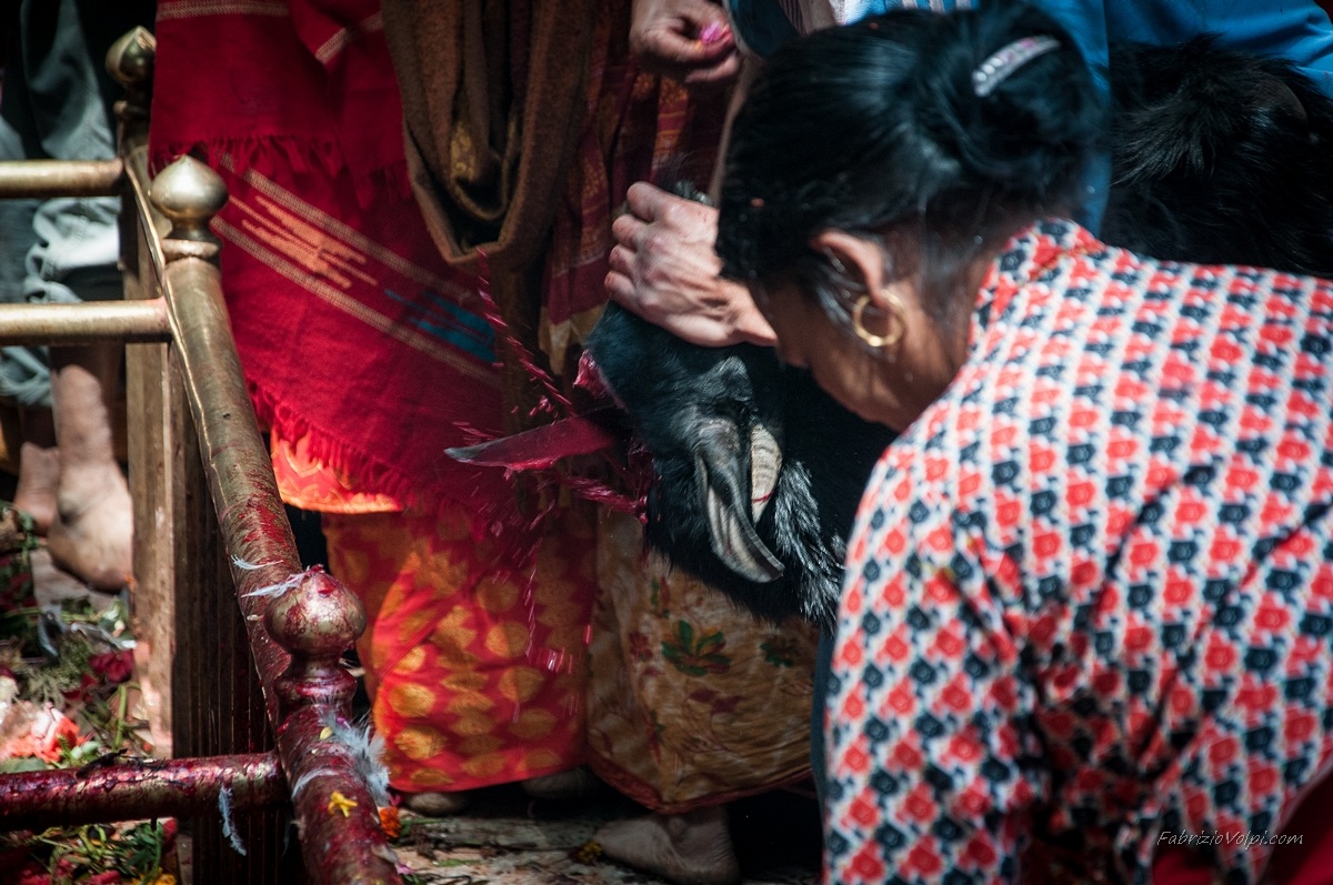 Il sacerdote procede al sacrificio