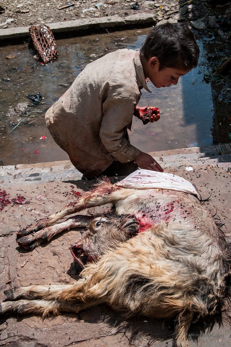 Un bambino raccoglie frattaglie da una capra uccisa