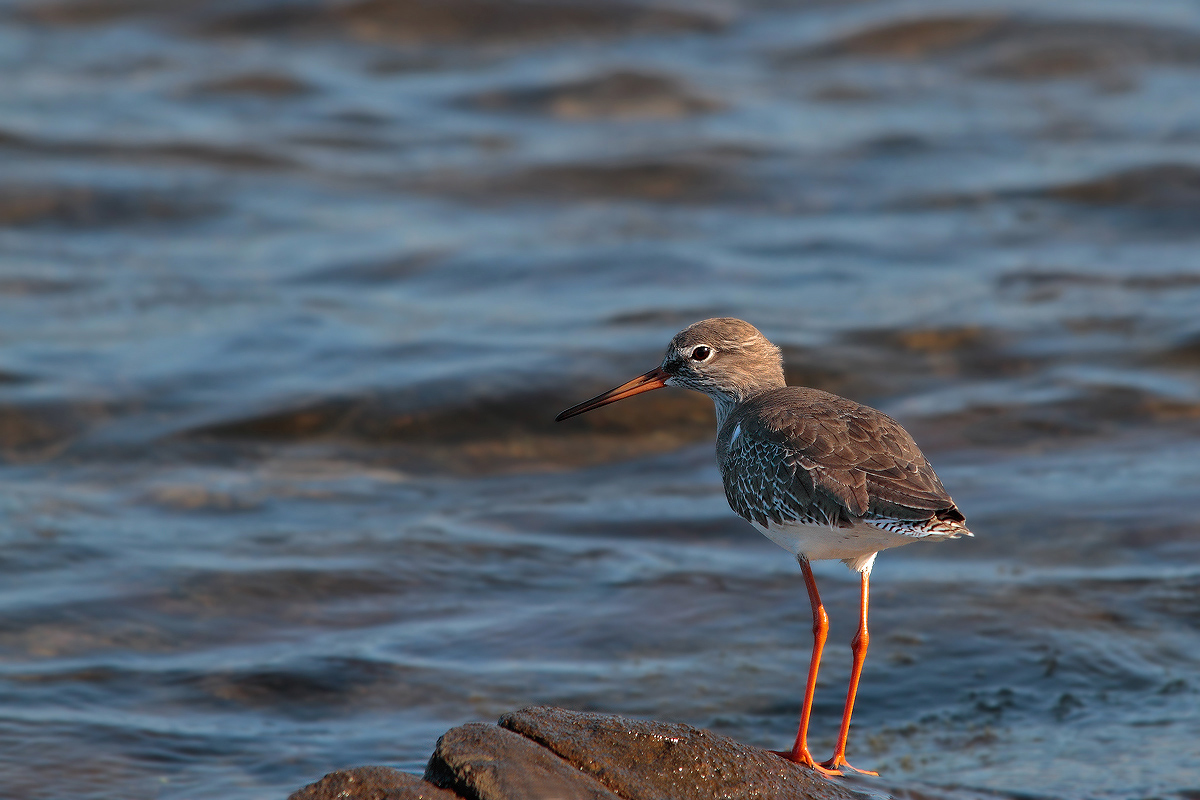 Redshank