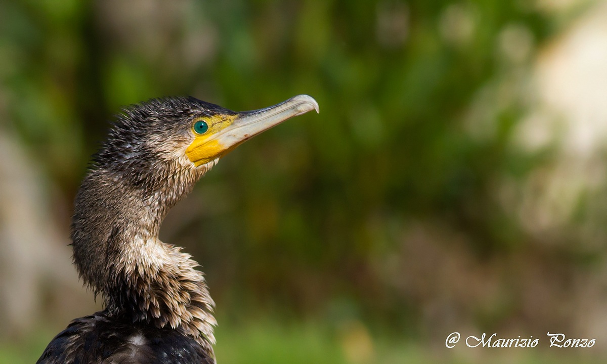Cormorant