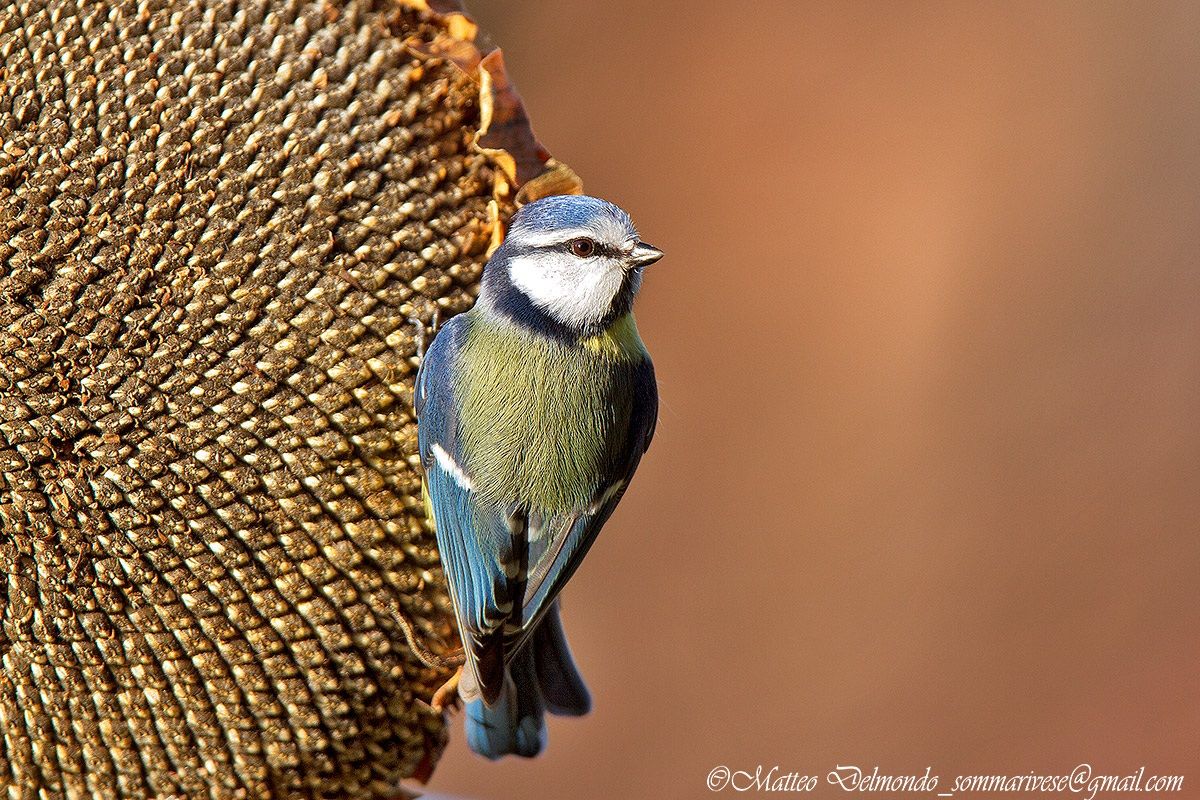 Blue Tit