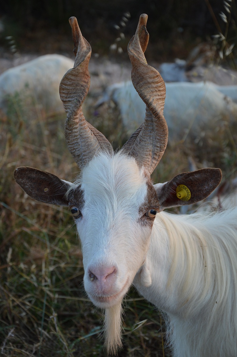 Capretta Girgentana