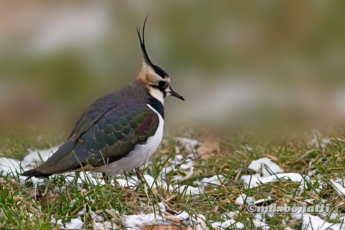 Lapwing (Vanellus Vanellus)