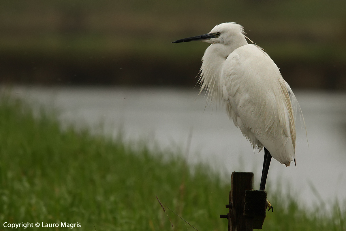 Di profilo in una giornata plumbea