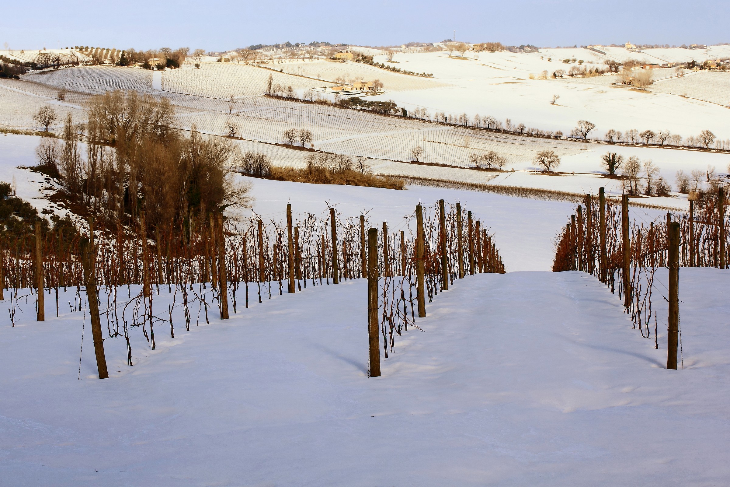 Near Morro d'Alba (n)