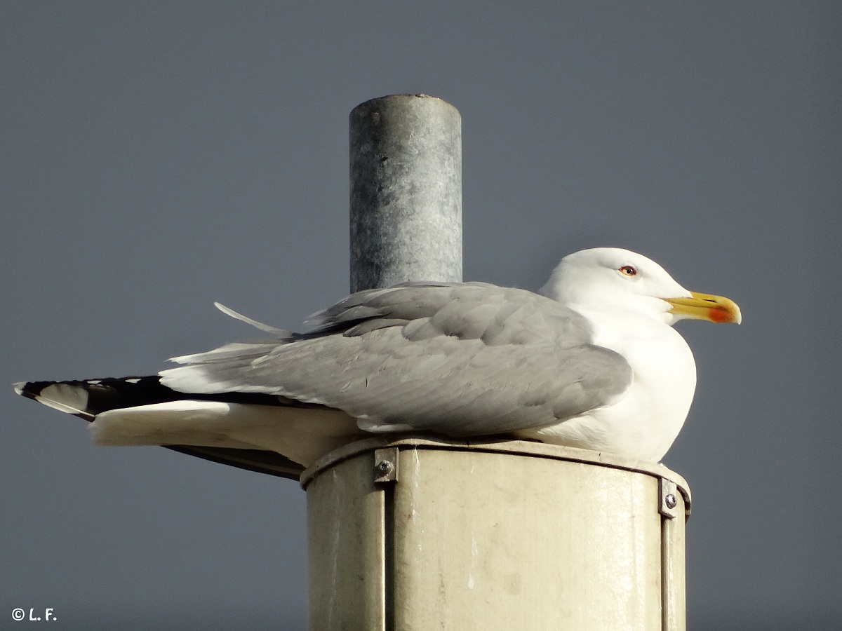 Gull