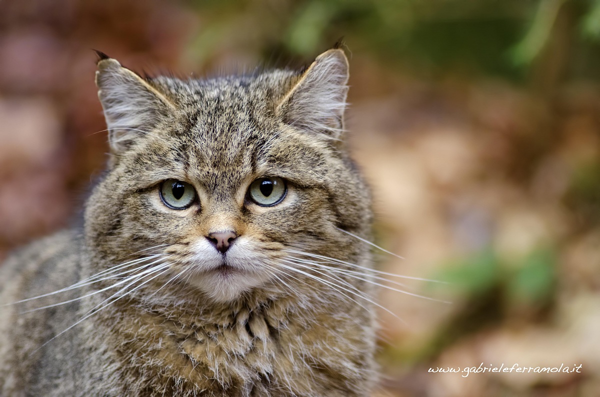 Gatto Selvatico