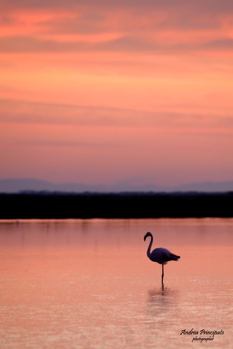 Fenicottero all'alba
