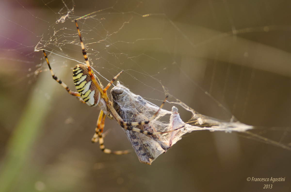 Spider with prey