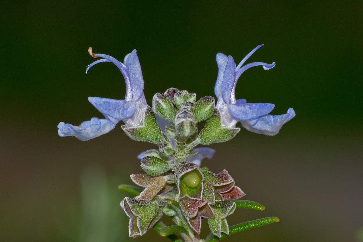 Rosmarinus Officinalis