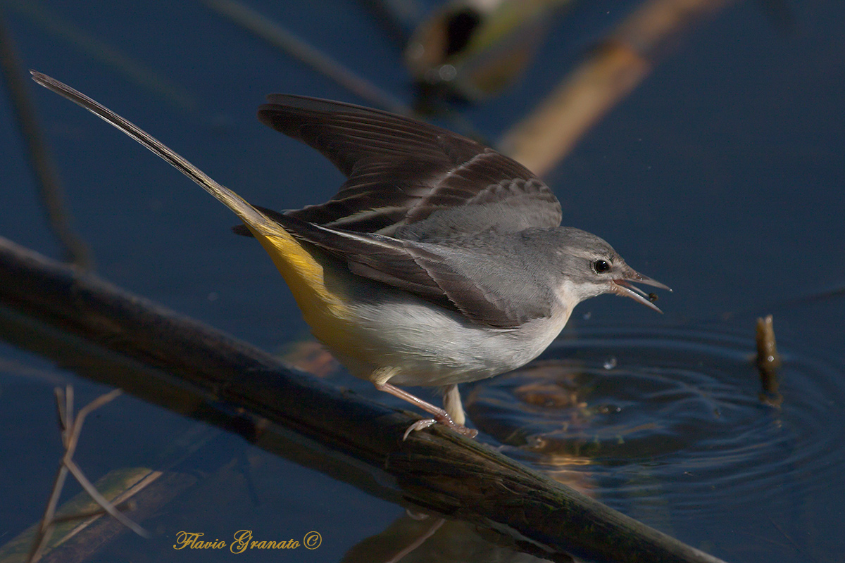 t'ho beccata col sorcio in bocca!