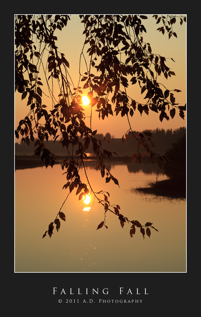 Falling Fall