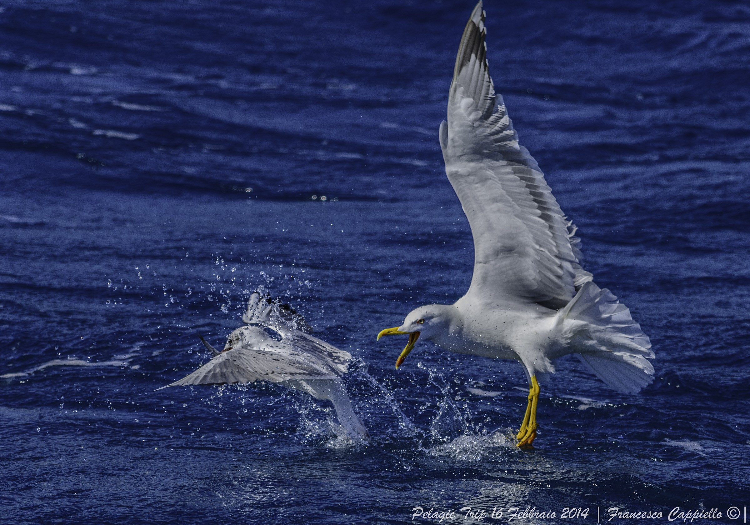 Laying the bone .....!