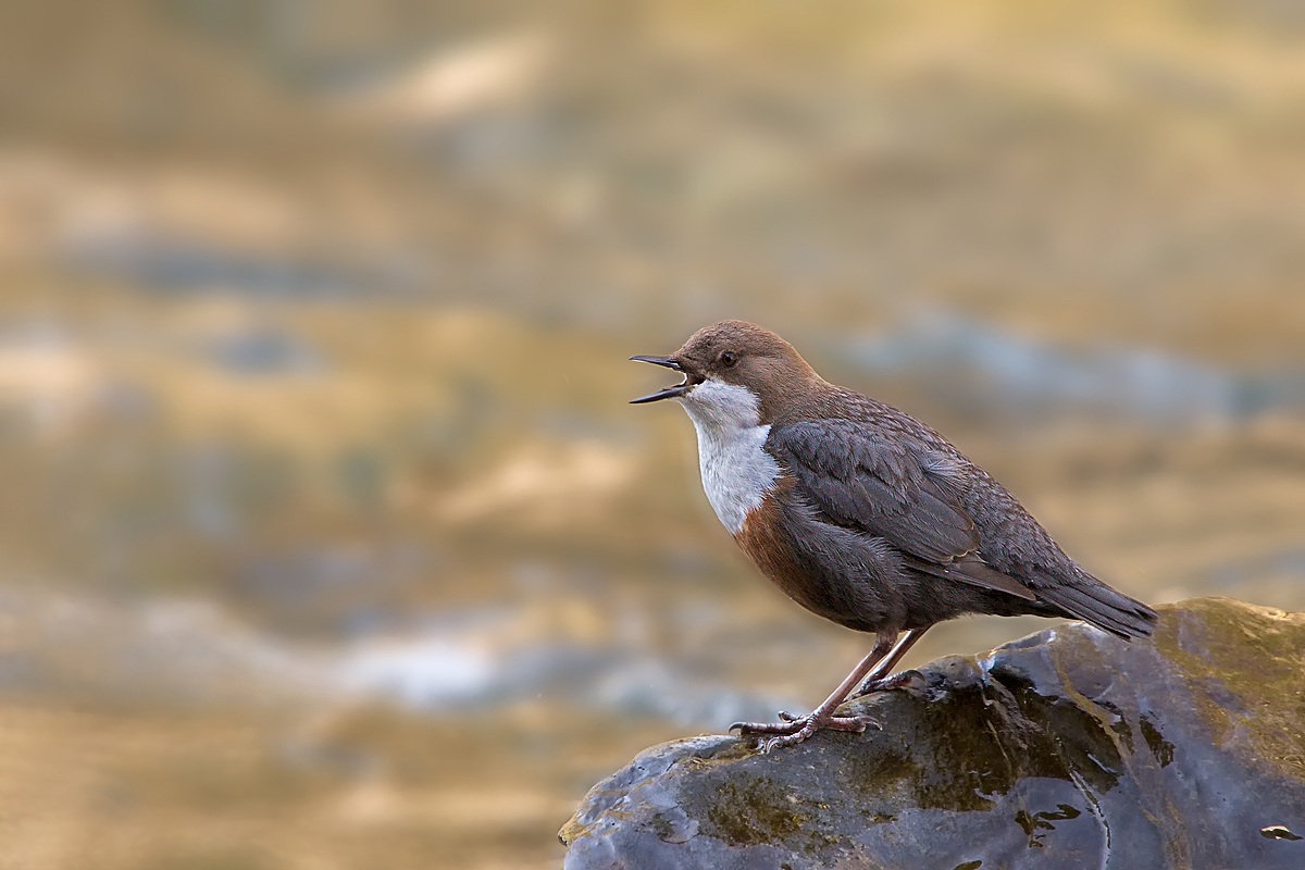 Dipper (Cinclus cinclus)