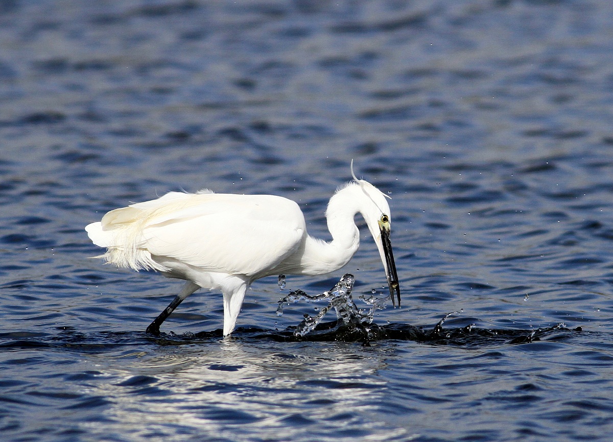 Egret on the hunt 2