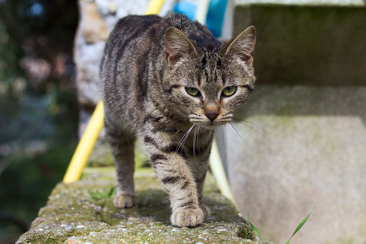 L'incedere del cacciatore