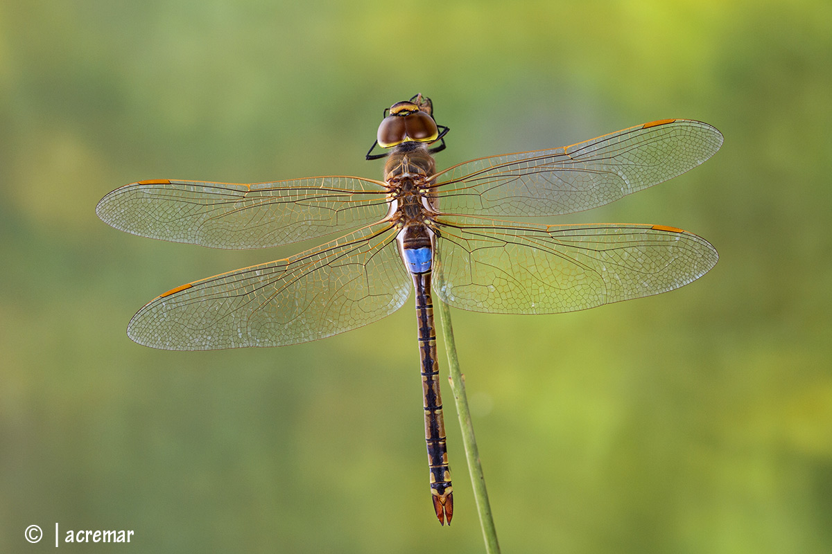Anax ephippiger