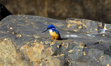 Alcedo semitorquata