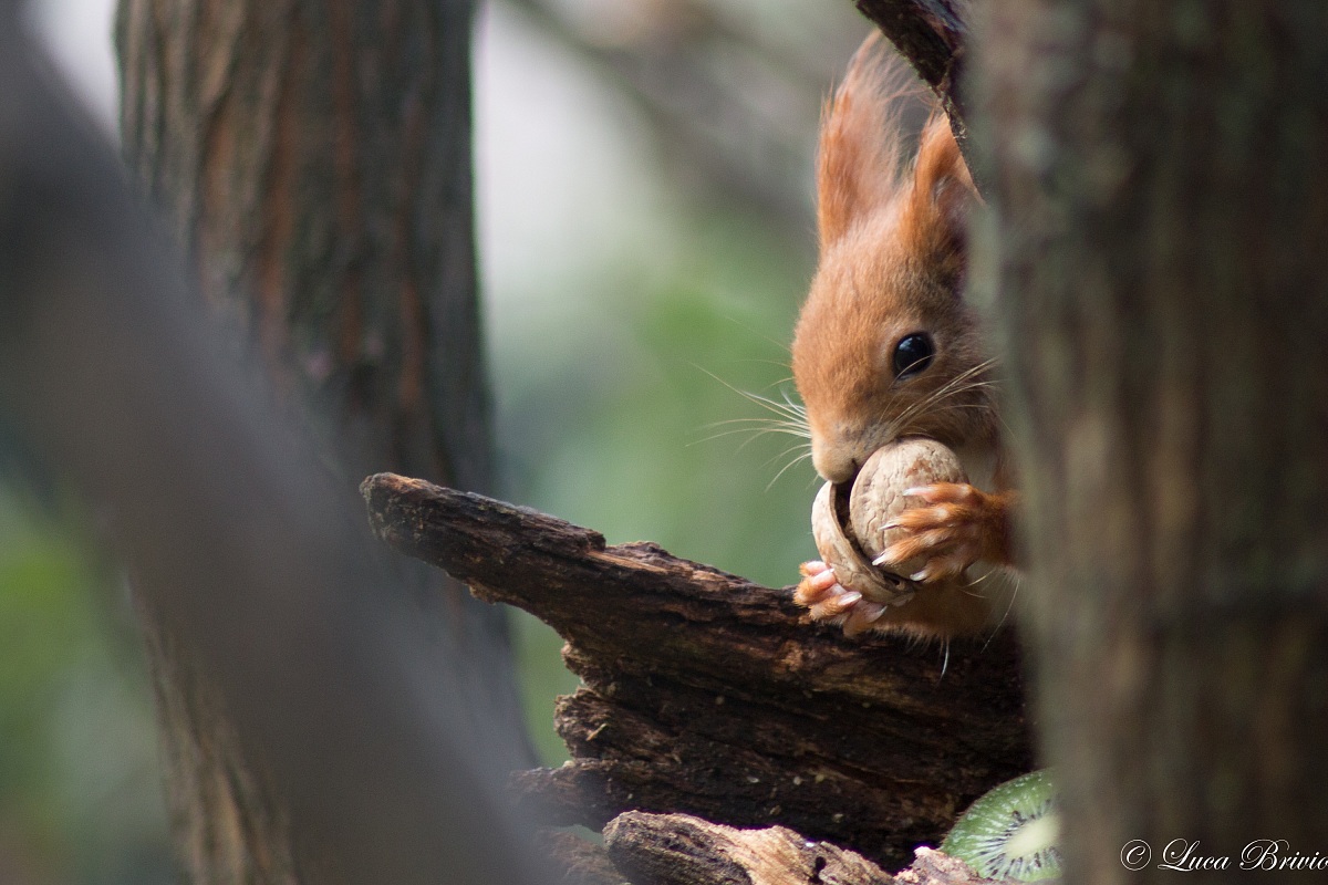 scoiattolo