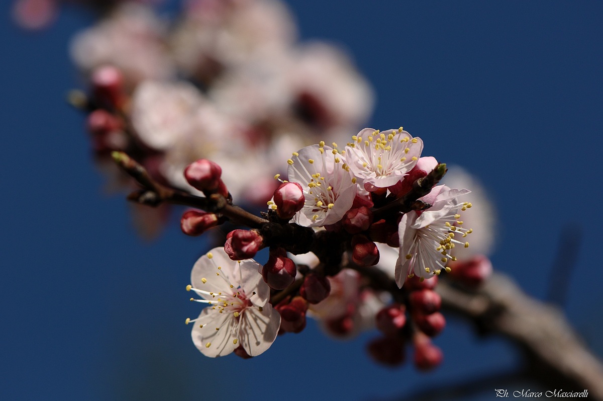 Prunus Armeniaca