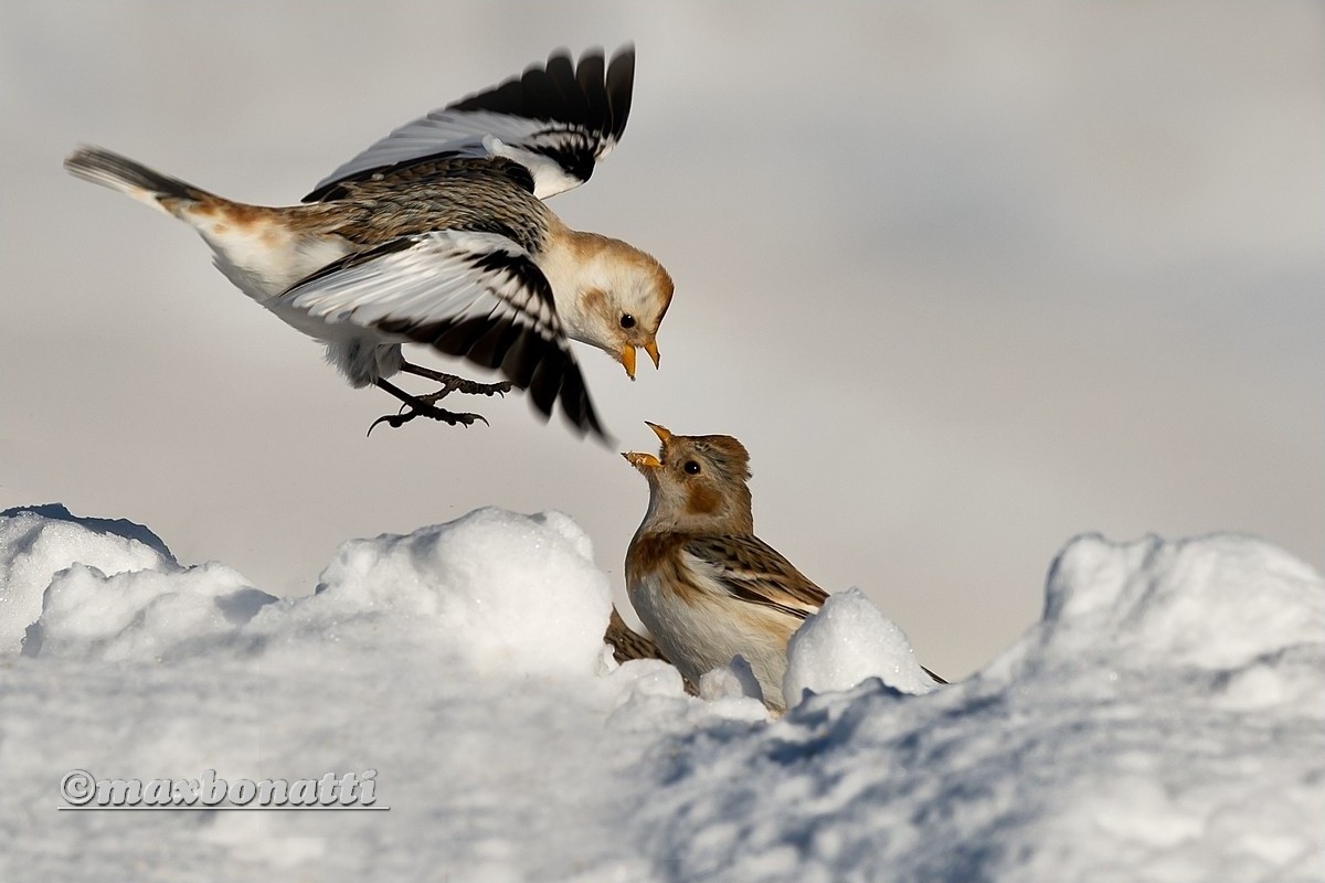 Snow Bunting (Plectrophenax nivalis)