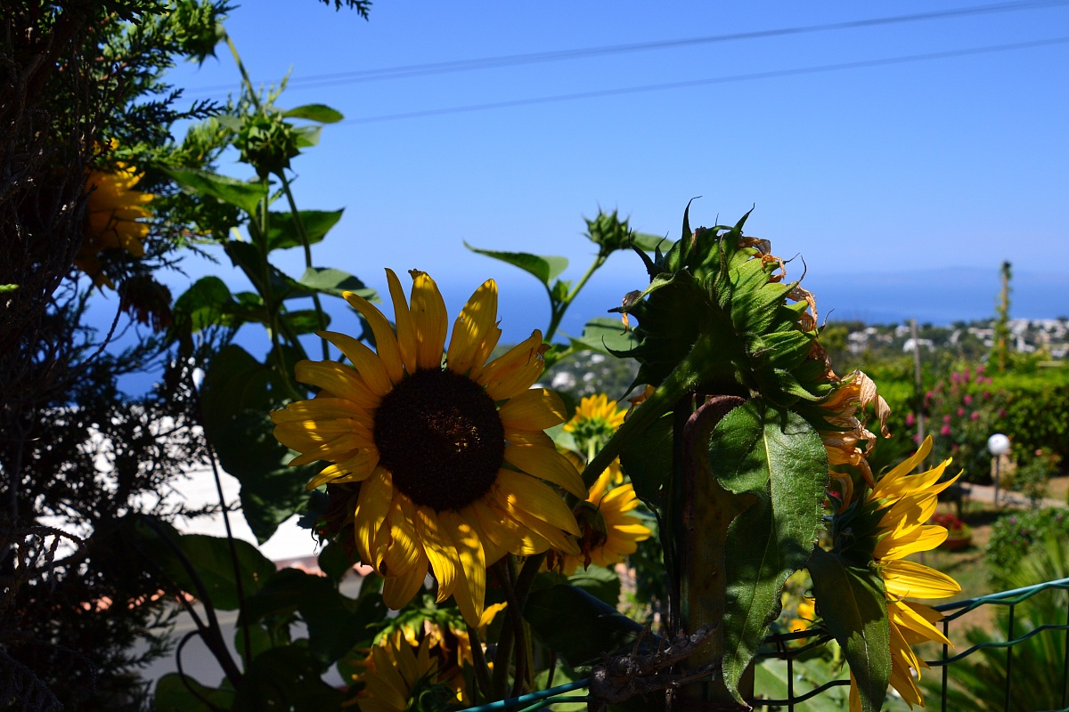 lo sguardo rivolto verso il sole