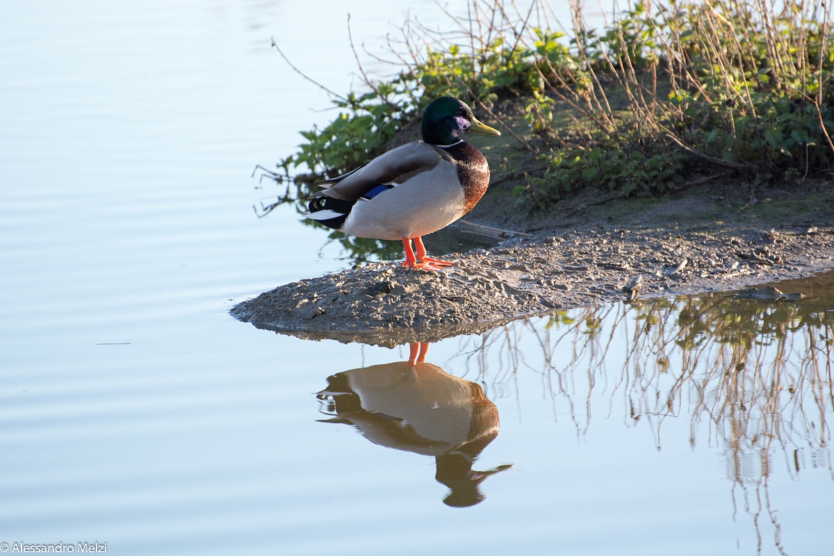 Germano allo specchio